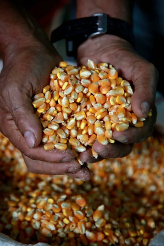 Imagem ilustrativa da imagem Mais de 100 cidades do Paraná  têm produção de milho pipoca