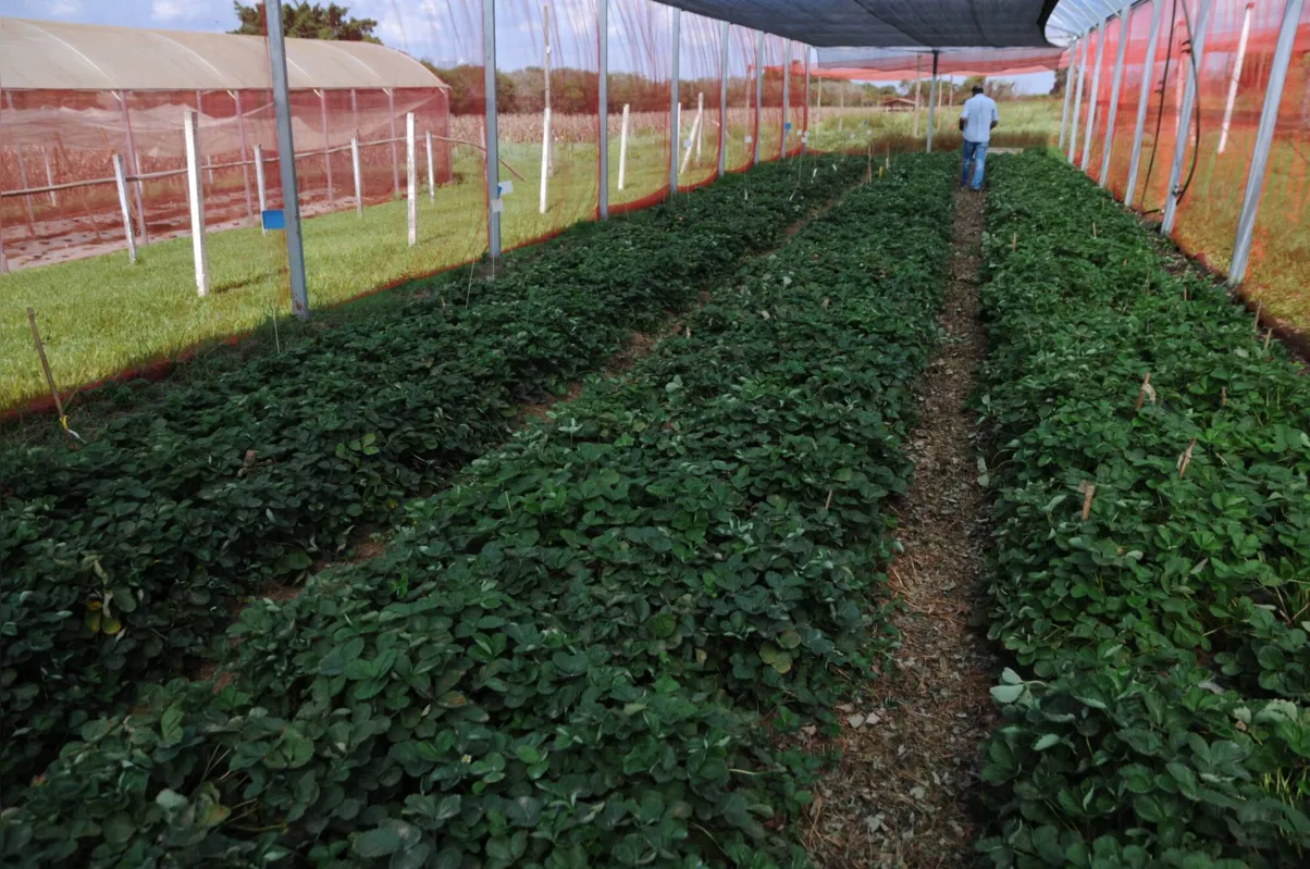 Estufa de pesquisa tem 2589 plantas