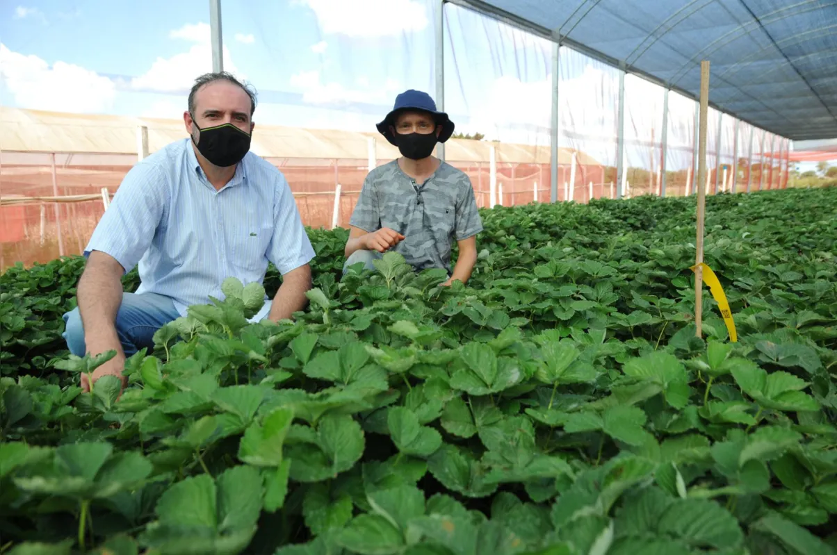 O coordenador geral da Rede Morangos do Brasil, o engenheiro agrônomo e professor de Horticultura da UEL Juliano Vilela Resende e o pós- doutorando Daniel Suek Zanin na cultivar da Fazenda Escola da UEL