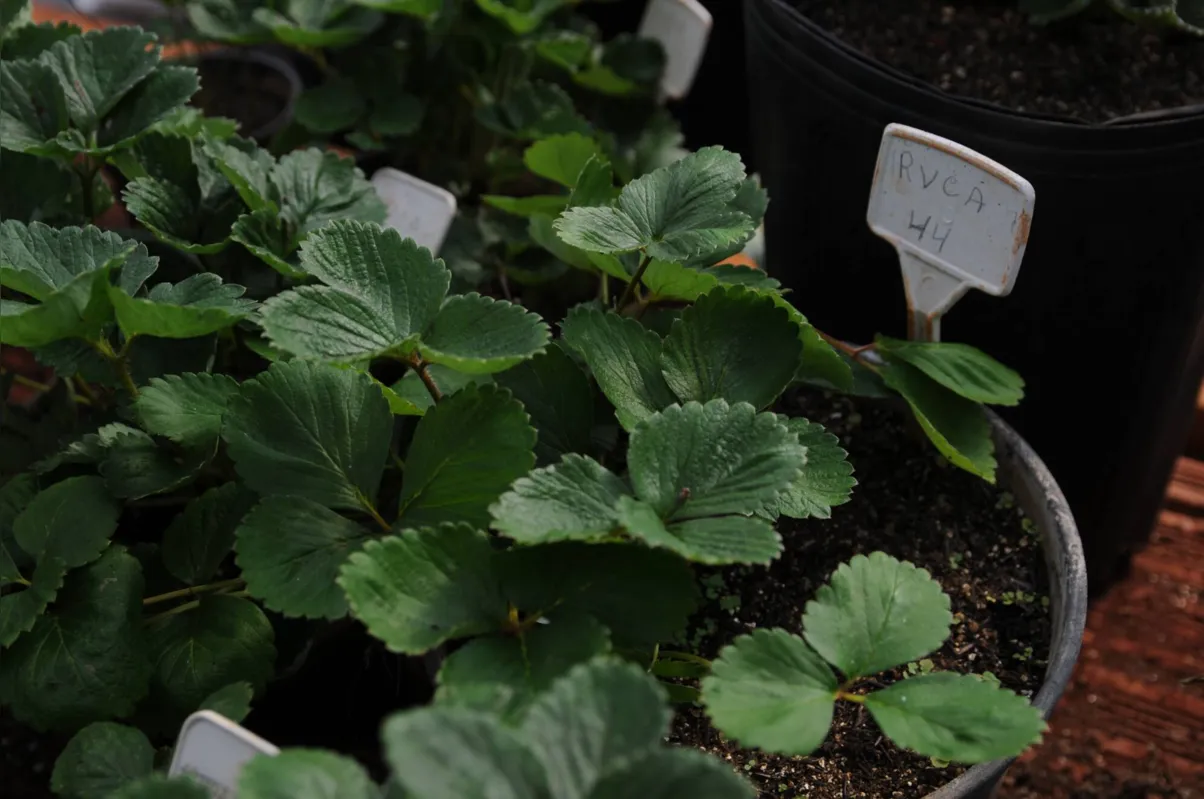 A selecionada 44 é o exemplar mais apto a ser o primeiro morango londrinense e a nova cultivar brasileira