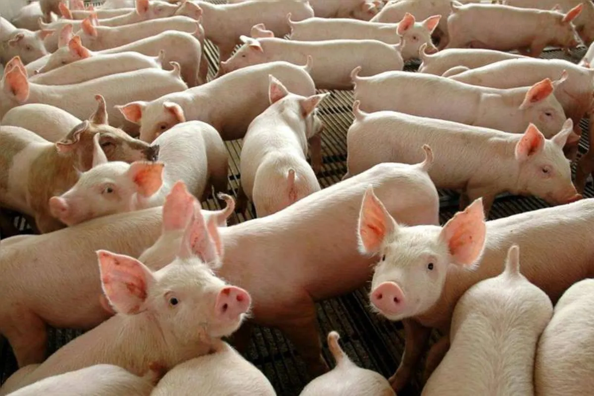 Imagem ilustrativa da imagem Paraná conquista chancela de zona livre da peste suína clássica