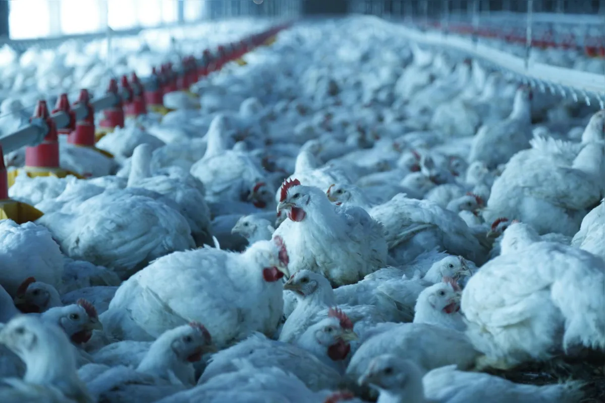 Imagem ilustrativa da imagem Paraná produz um terço da carne de frango do Brasil
