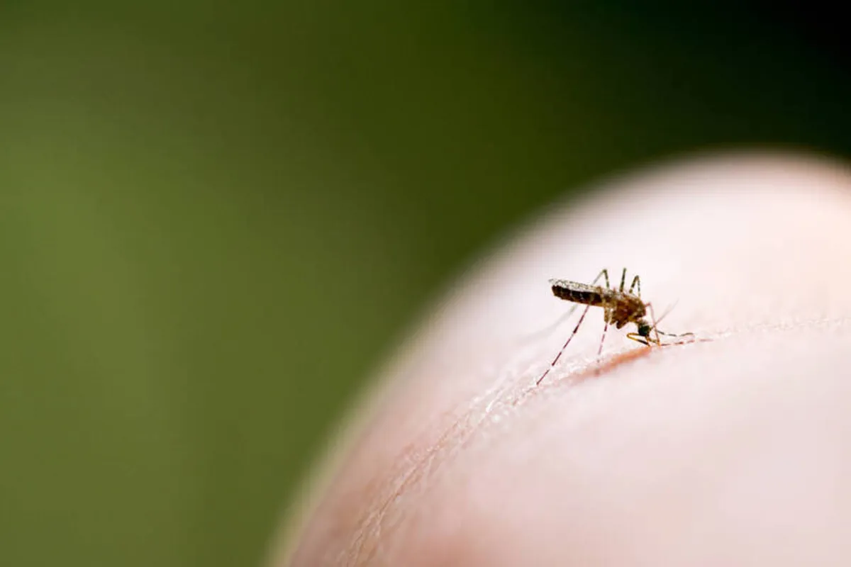 Imagem ilustrativa da imagem Paraná registra quase dois mil novos casos de dengue