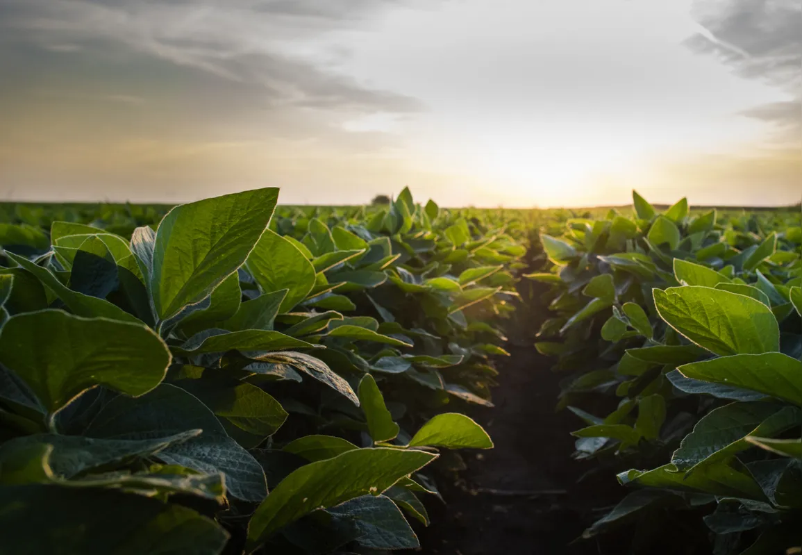 Imagem ilustrativa da imagem Paraná tem 22 empresas do agro em lista da Forbes