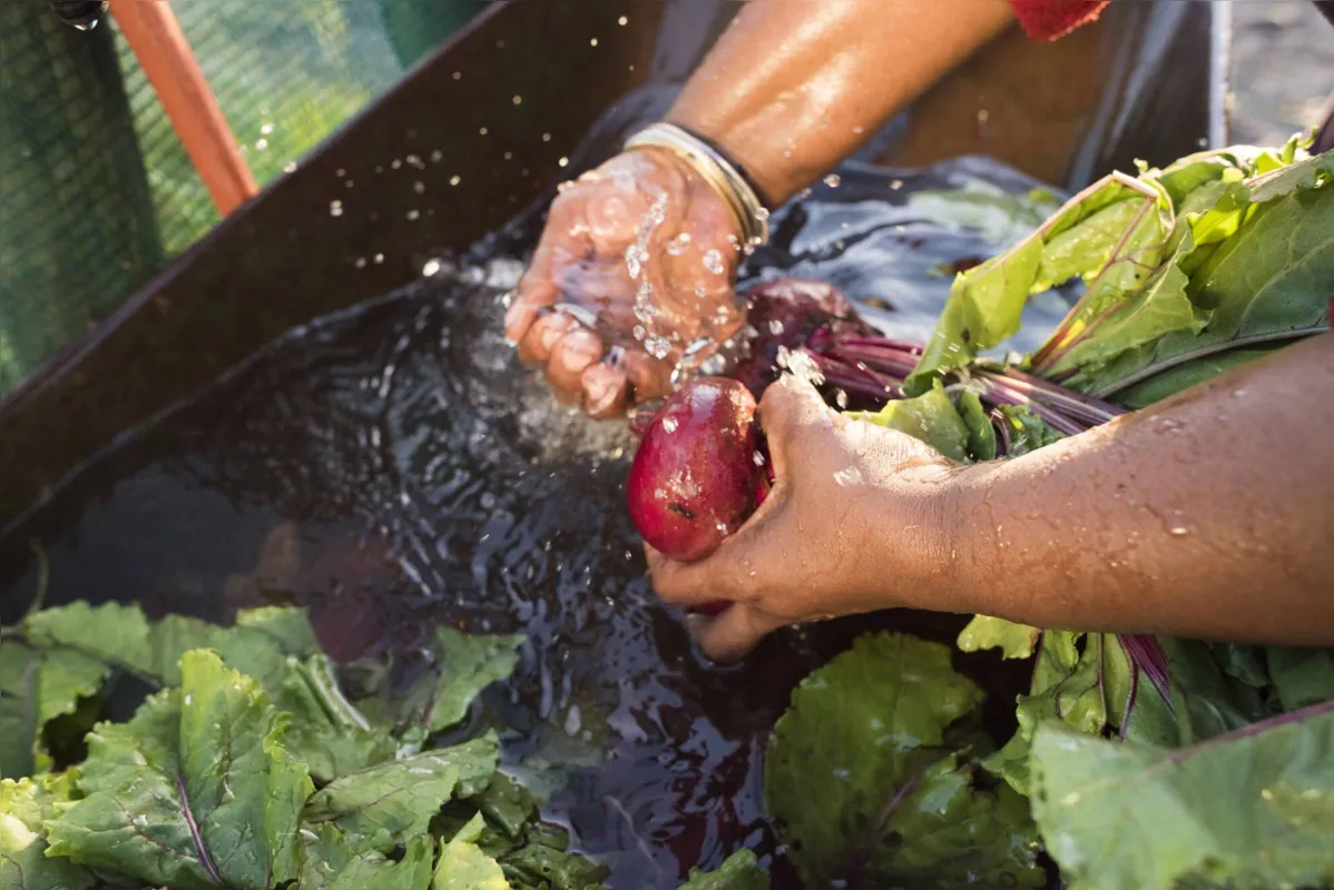 Imagem ilustrativa da imagem Projeto ensina práticas de segurança alimentar em hortas  comunitárias