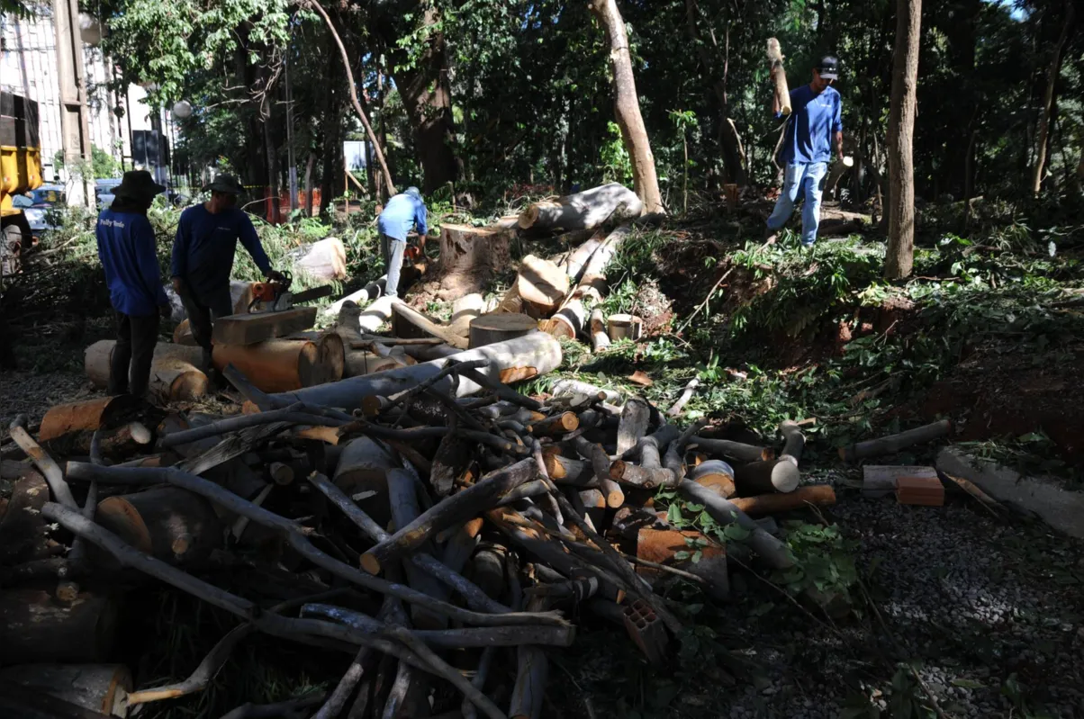 Imagem ilustrativa da imagem Revitalização do Bosque de Londrina prevê erradicação de 95 árvores