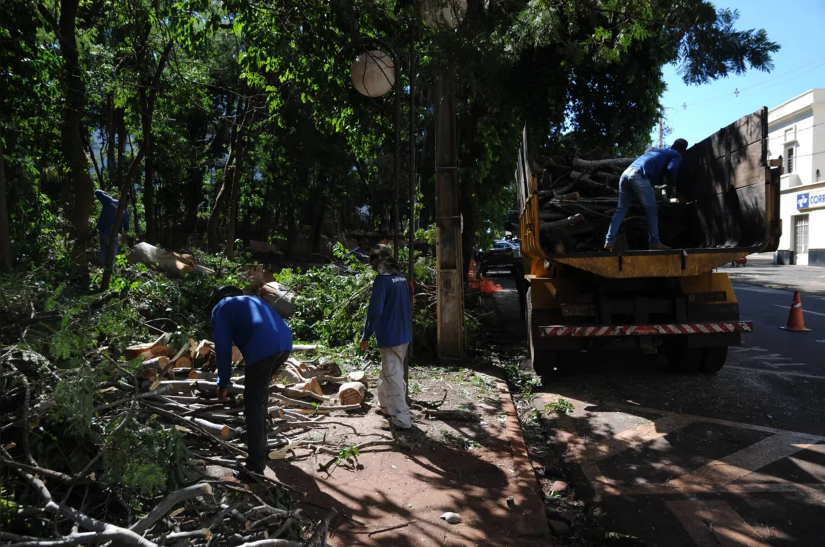  Dados obtidos pela FOLHA, por meio da Lei de Acesso à Informação, apontam que o bosque tem, pelo menos, 964 árvores, de cerca de 65 espécies 