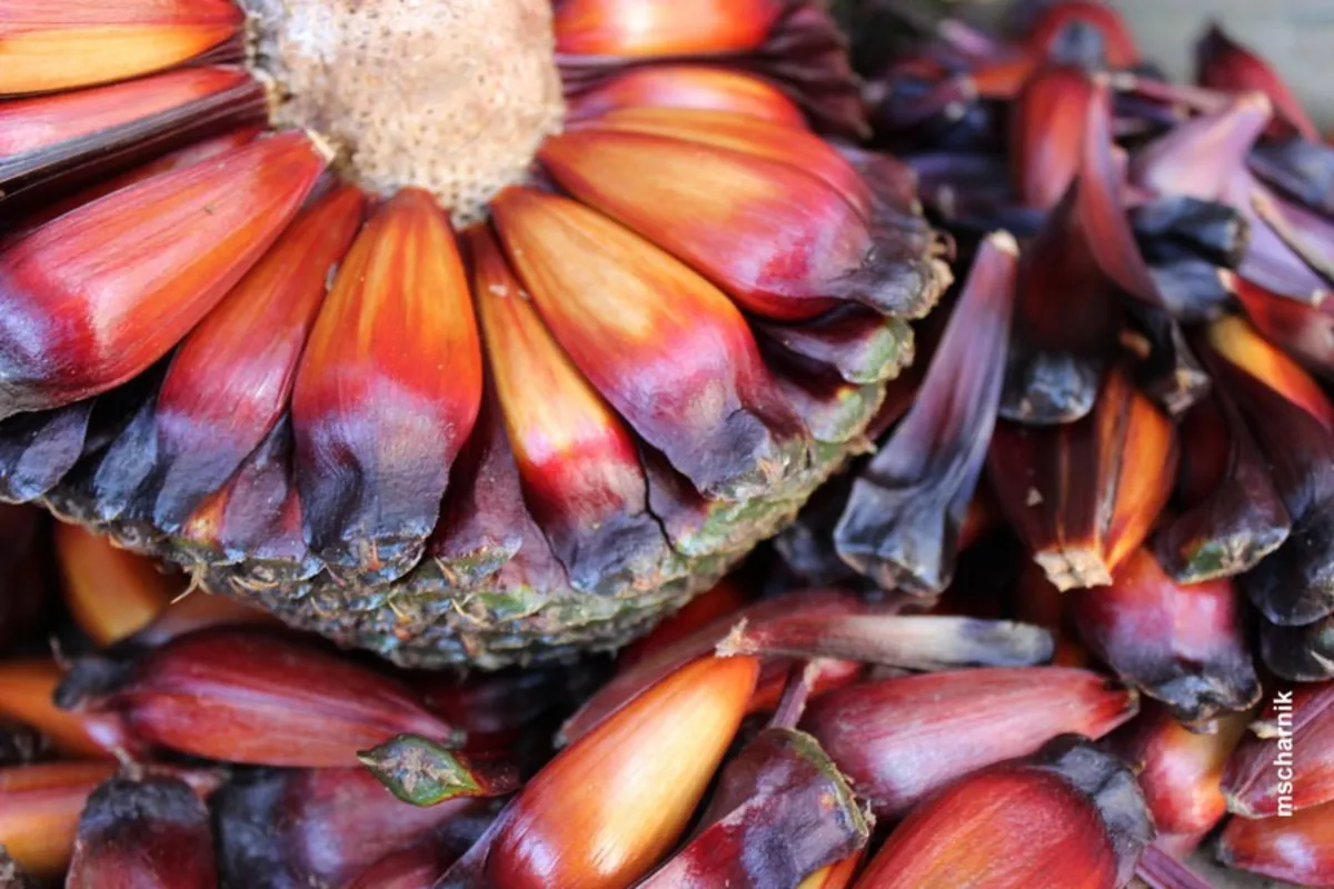 Com identidade histórica e cultural, pinhão vem cada vez mais sendo utilizado na culinária