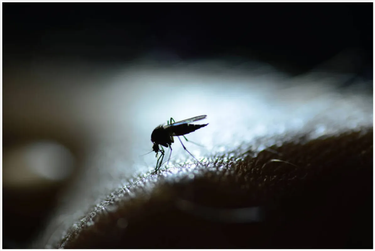 Imagem ilustrativa da imagem Sesa confirma óbitos por dengue em Londrina, Cambé e Alvorada do Sul