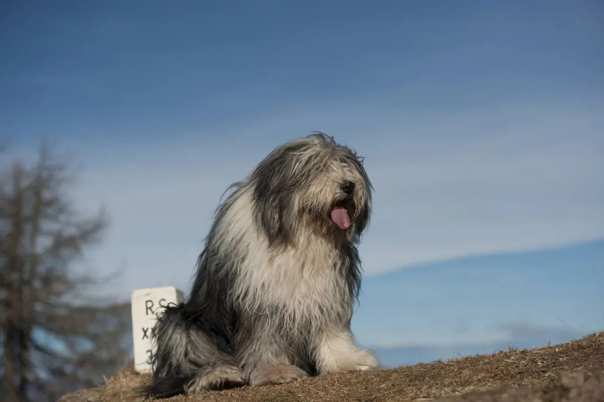 O old english sheepdog também já foi famoso no Brasil, representado pela personagem Priscila, do TV Colosso