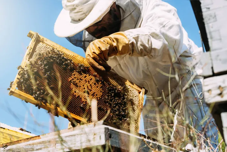 Imagem ilustrativa da imagem Paraná abre ano como o segundo maior exportador de mel in natura