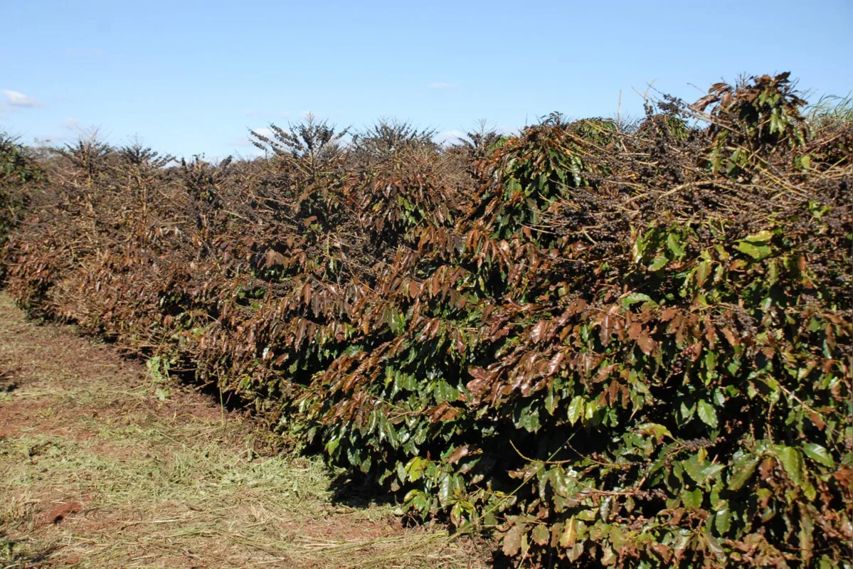 Imagem ilustrativa da imagem Alerta Geada ajuda produtores de café no período de frios intensos