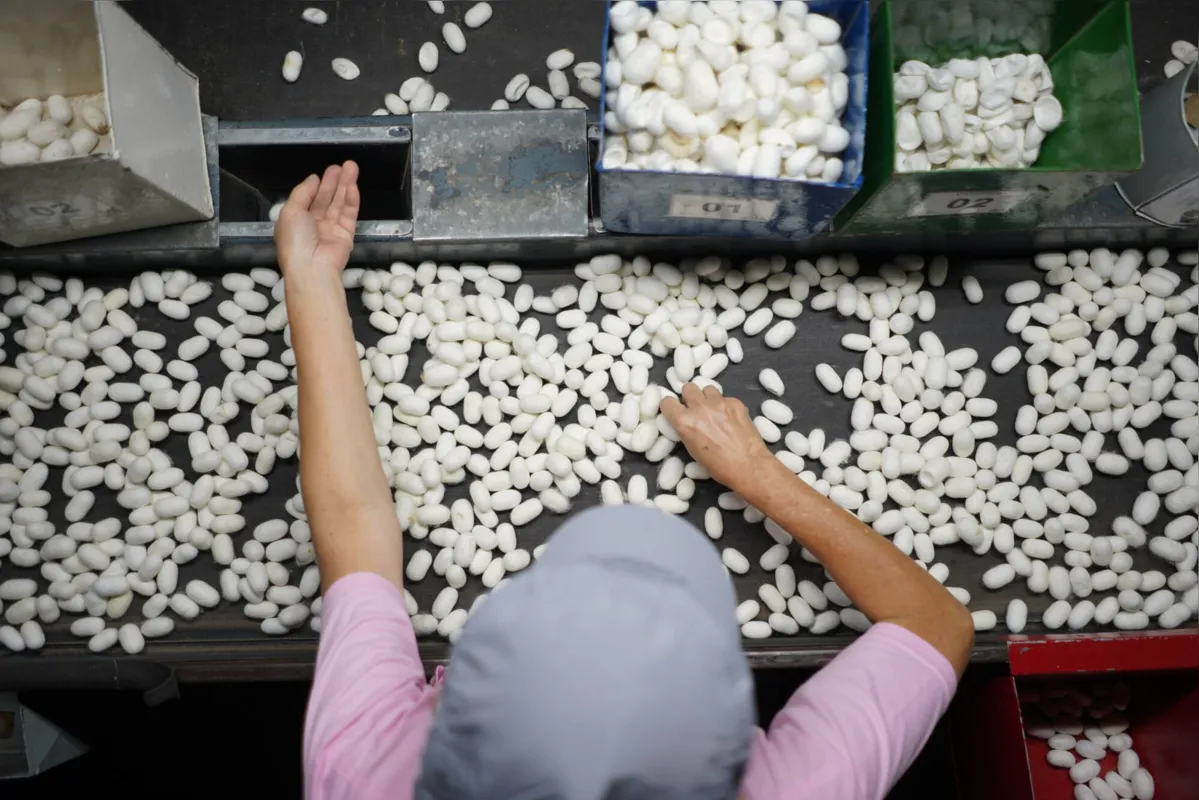 Linha de produção da Bratac, a única fiação de seda em escala industrial do Ocidente
