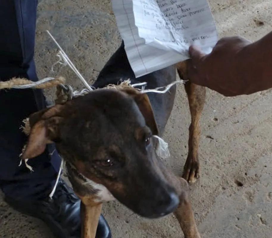 Imagem ilustrativa da imagem 'Cão carteiro' é flagrado quando levava correspondência entre presos
