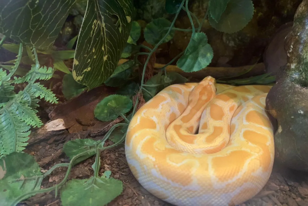 Imagem ilustrativa da imagem Cobras píton e jiboia são apreendidas em Maringá