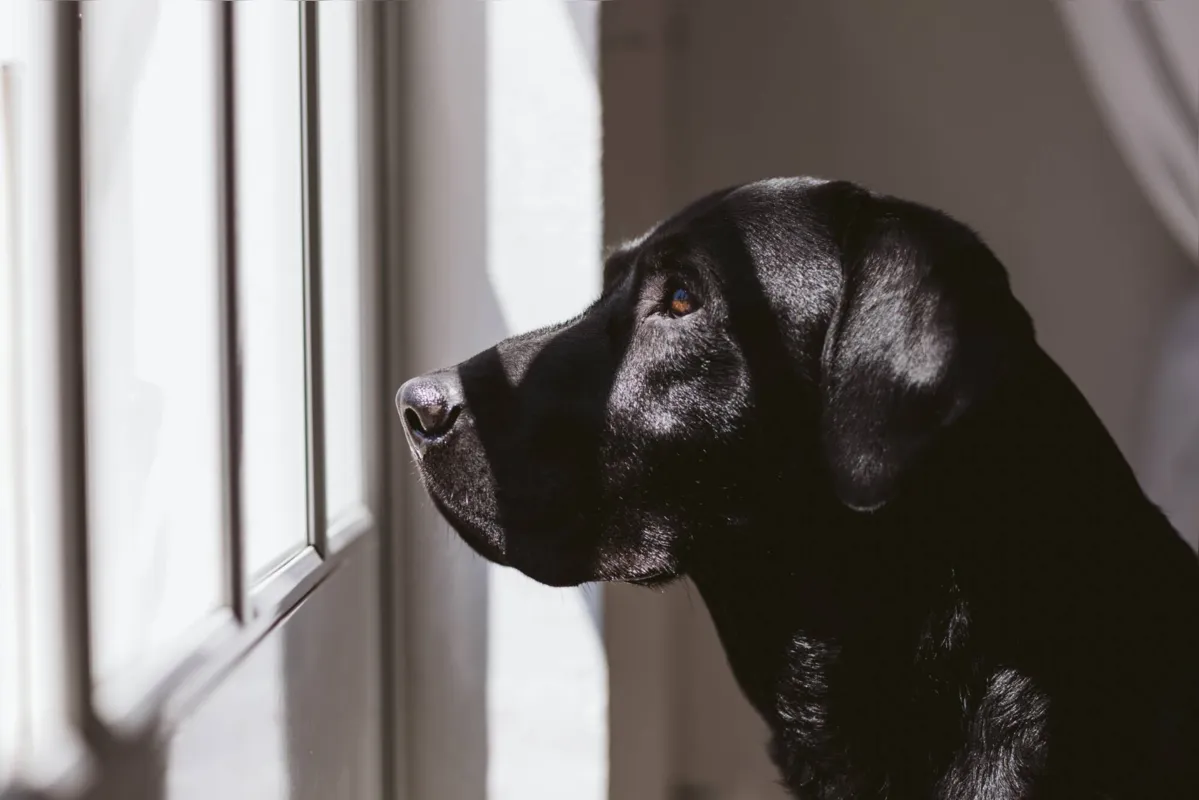 Imagem ilustrativa da imagem Pandemia deixa legião de pets órfãos após a morte de tutores