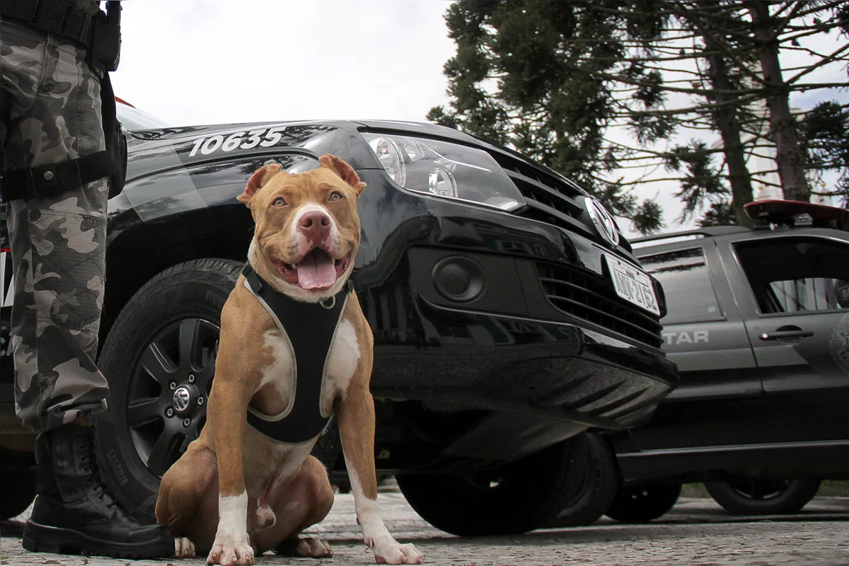 Os cães policiais precisam de 18 meses de treinamento para estarem aptos ao serviço