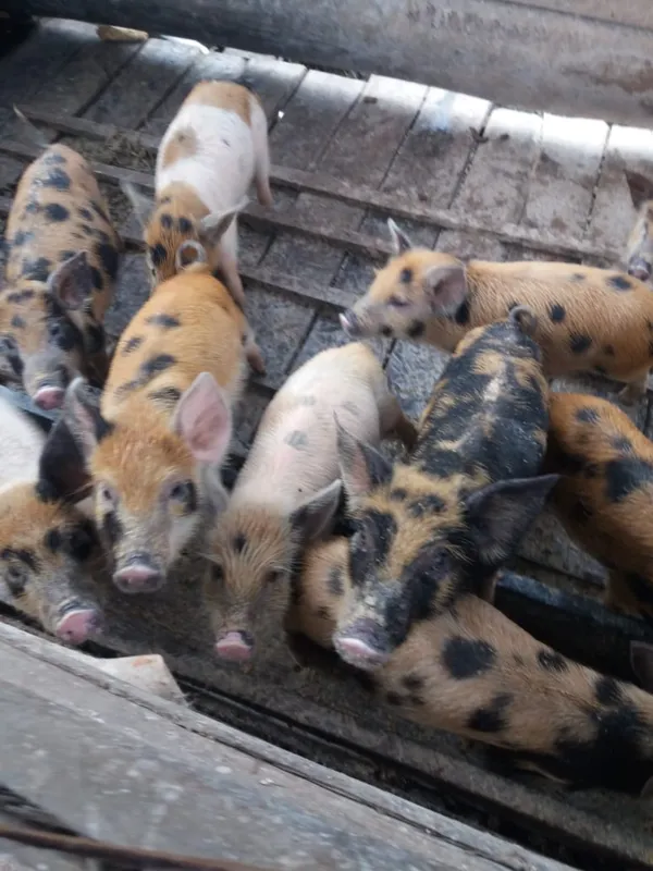 Imagem ilustrativa da imagem Transferência de renda incentiva a produção de agricultores familiares
