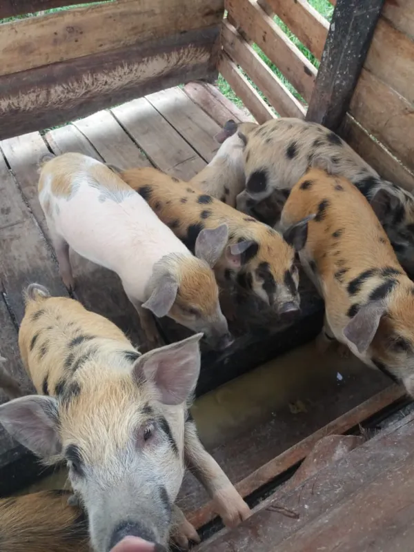 Imagem ilustrativa da imagem Transferência de renda incentiva a produção de agricultores familiares