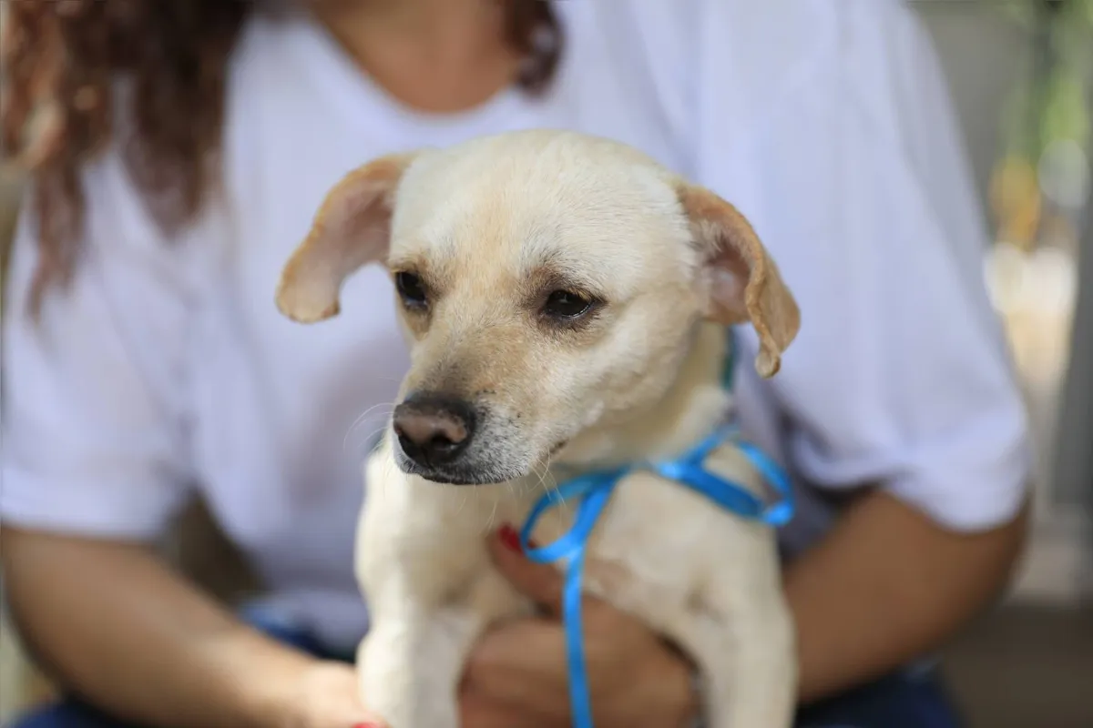 Cada animal poderá ficar com o voluntário entre 30 e 90 dias, com possibilidade de converter o lar temporário em doação responsável