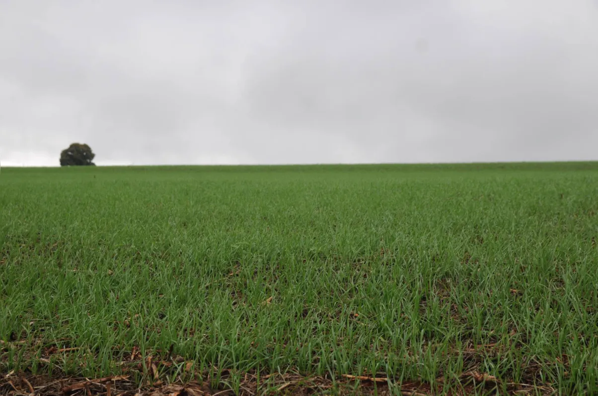 Imagem ilustrativa da imagem Chuva no Norte do Paraná beneficia cultura de trigo