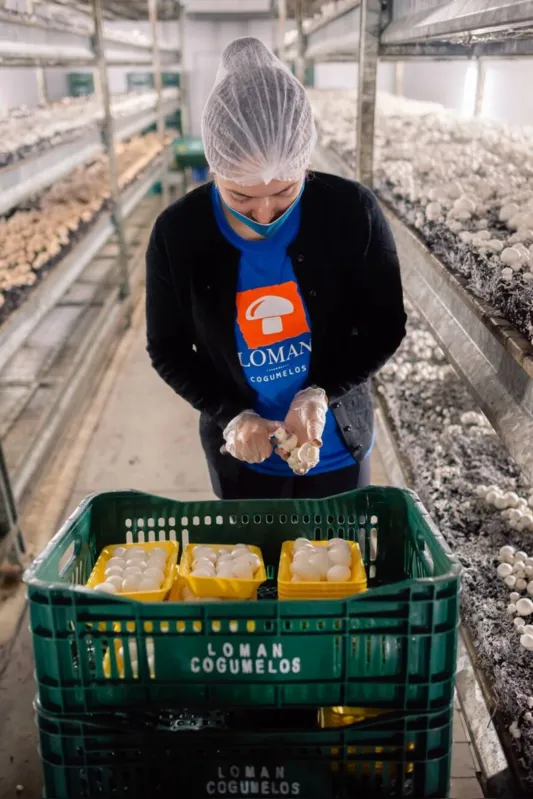 Cogumelos já saem embalados para entrega em supermercados, restaurantes e distribuidores