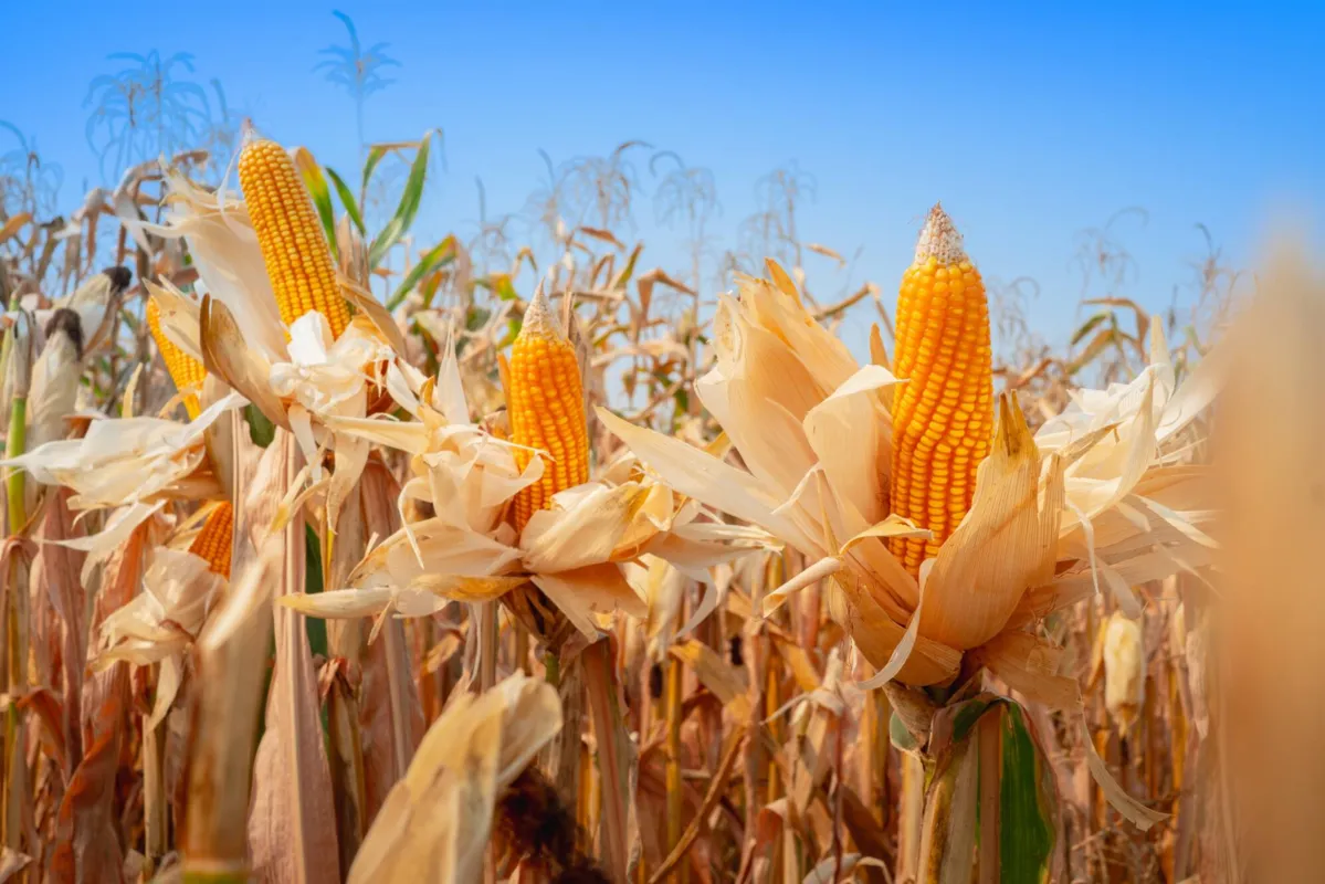 Imagem ilustrativa da imagem Começa colheita da segunda safra de milho no Paraná
