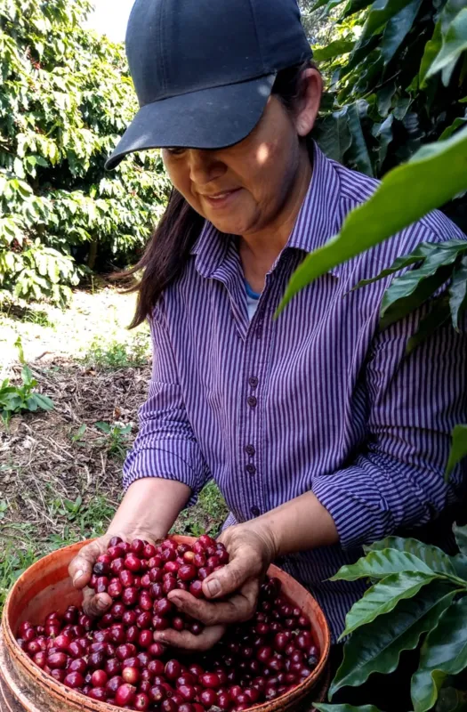 Muito café e gastronomia típica rural fazem parte dos roteiros do Norte Pioneiro