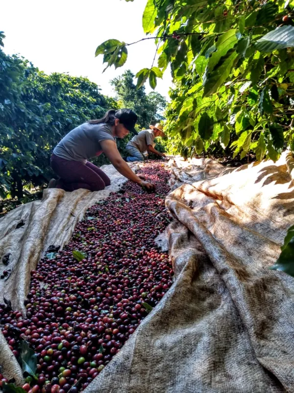Café São Luiz, produzido na propriedade, é tricampeão na categoria cereja descascado