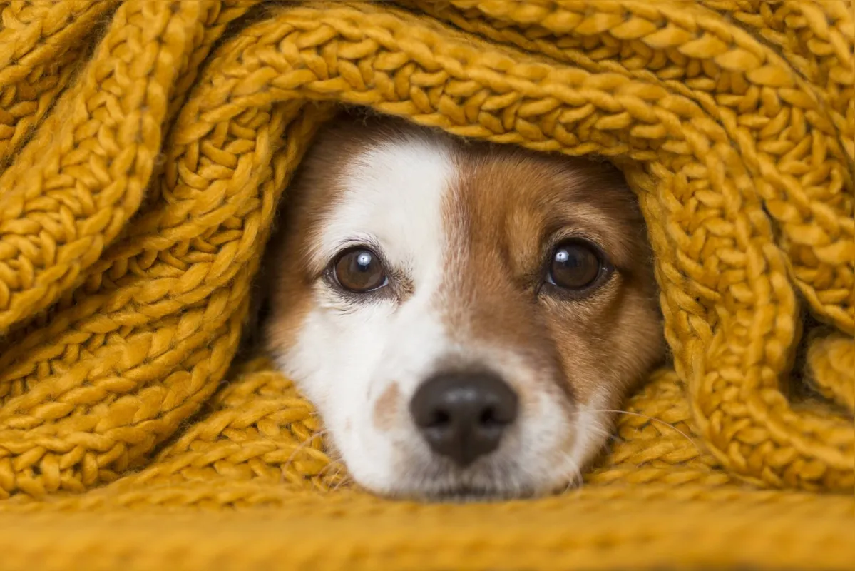 Imagem ilustrativa da imagem Encarando o frio com os pets