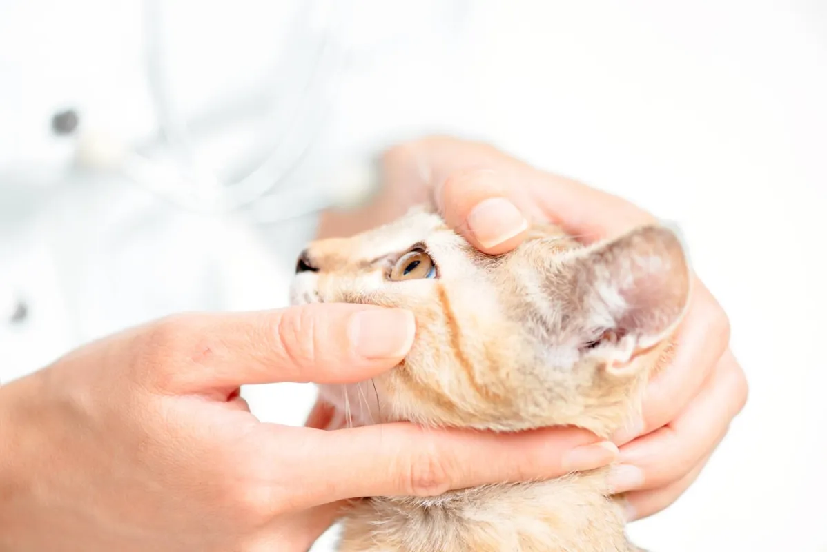 Caso seja diagnosticada a doença ocular, com a devida atenção dos tutores e a orientação de um profissional qualificado, é possível promover o bem-estar do animal por meio do tratamento mais indicado