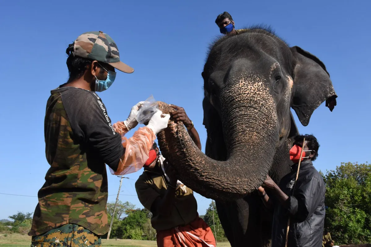 Imagem ilustrativa da imagem Índia faz testes de Covid em elefantes