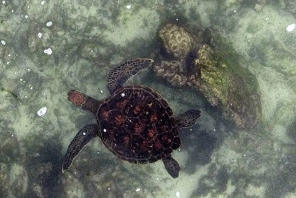 Imagem ilustrativa da imagem Laboratório a céu aberto: Galápagos abrigam 2,9 mil espécies marinhas