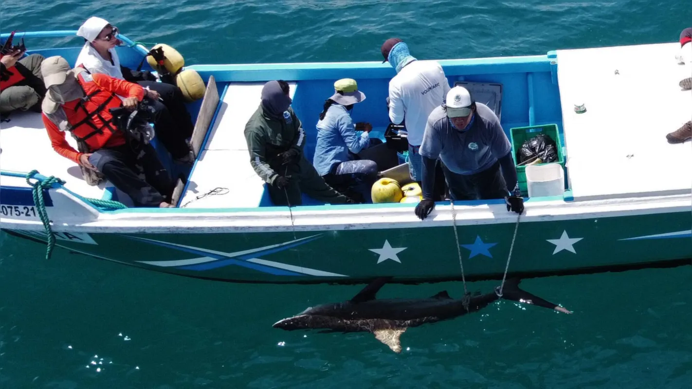 Imagem ilustrativa da imagem Laboratório a céu aberto: Galápagos abrigam 2,9 mil espécies marinhas