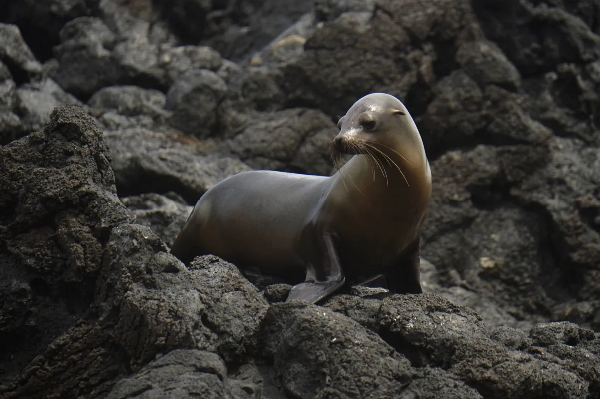 Imagem ilustrativa da imagem Laboratório a céu aberto: Galápagos abrigam 2,9 mil espécies marinhas