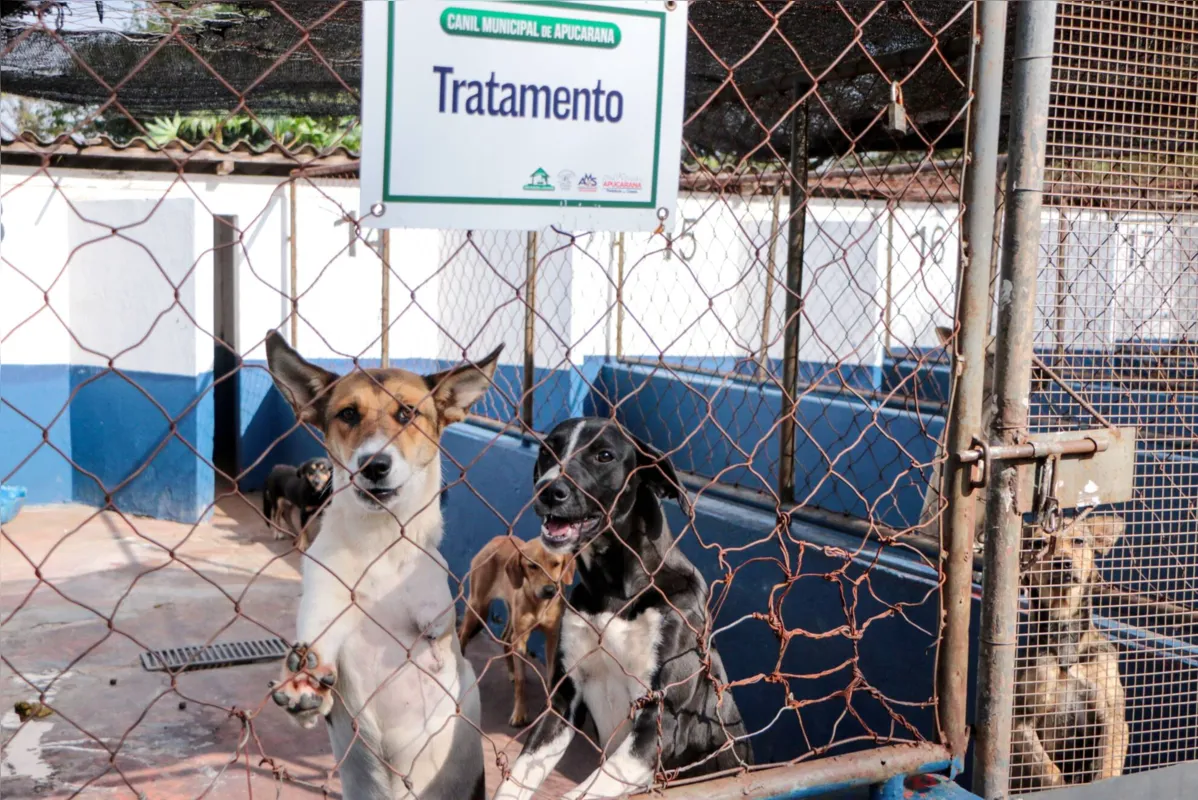 Imagem ilustrativa da imagem 'Mais Vida Animal' de Apucarana realiza 205 castrações em menos de 3 meses