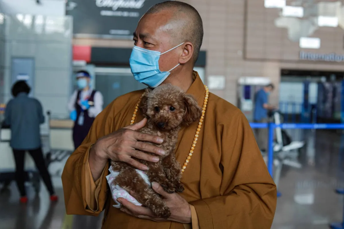 "Não é culpa das pessoas que não gostam de cachorros, nem do Estado: é culpa dos chamados 'amigos dos animais' que não sabem cuidar deles", lamenta o monge Zhi Xiang 