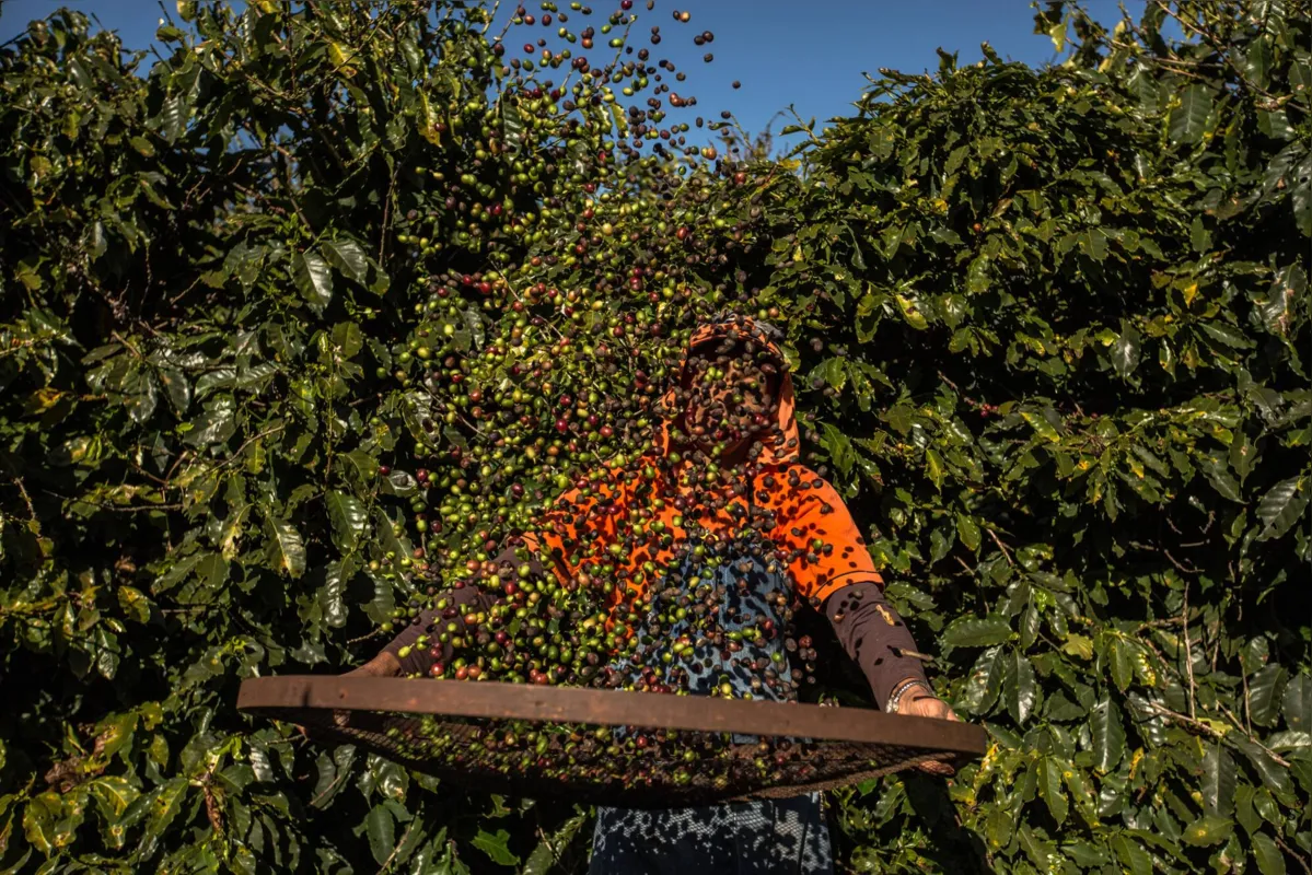 Imagem ilustrativa da imagem Produção de café deve ser 9% menor nesta safra, mas grão valoriza quase 40%