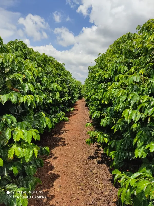 Imagem ilustrativa da imagem Produção de café deve ser 9% menor nesta safra, mas grão valoriza quase 40%