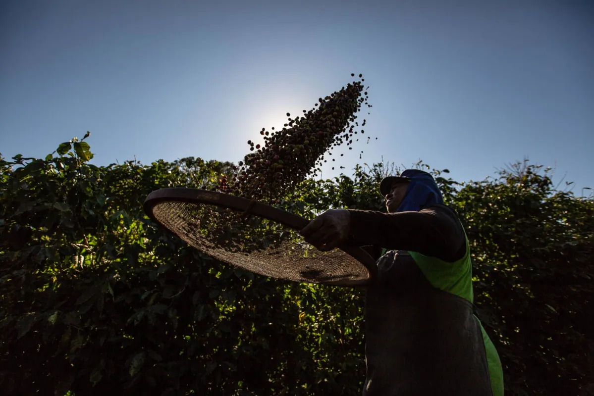 Imagem ilustrativa da imagem Produção de café deve ser 9% menor nesta safra, mas grão valoriza quase 40%