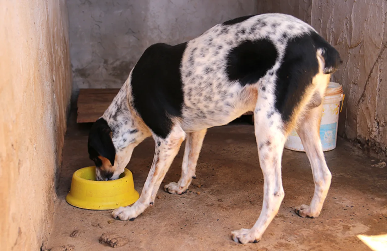 Imagem ilustrativa da imagem Protetores de animais e famílias carentes  de Londrina recebem ração da Sema