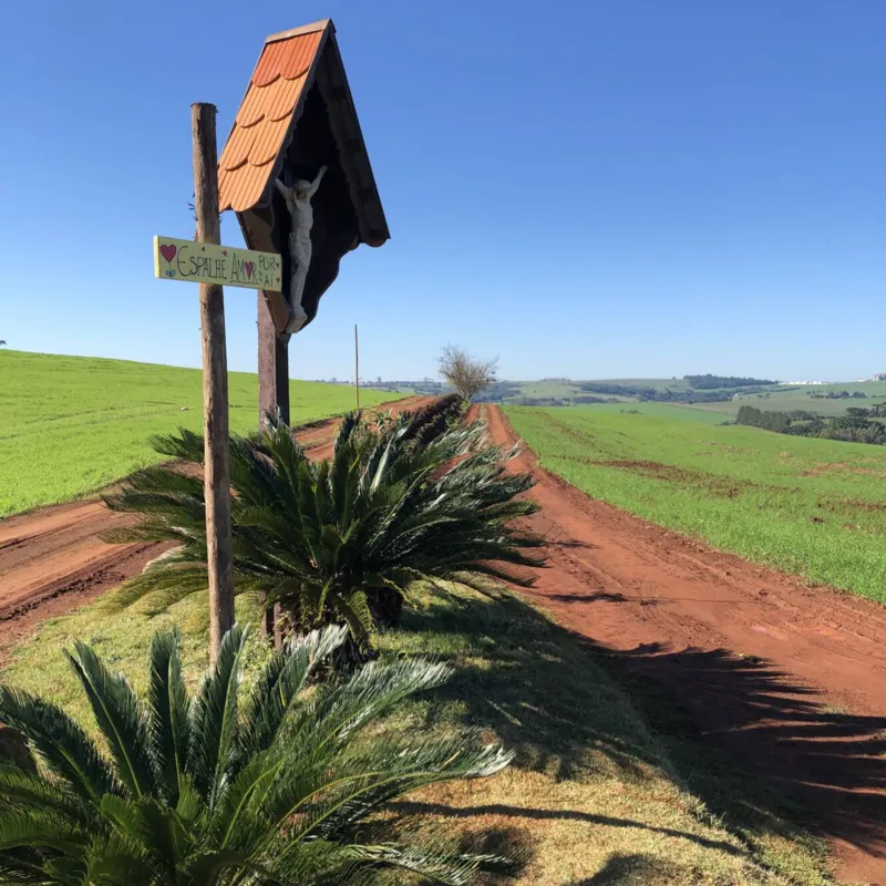 Ao longo da estrada estão pequenas e médias propriedades: verde da plantação dá o tom da paisagem neste mês de junho 