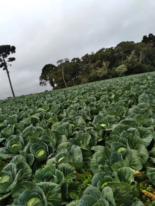 Horta de repolho em propriedade de São José dos Pinhais; produtor espera colher 50 mil cabeças neste ano