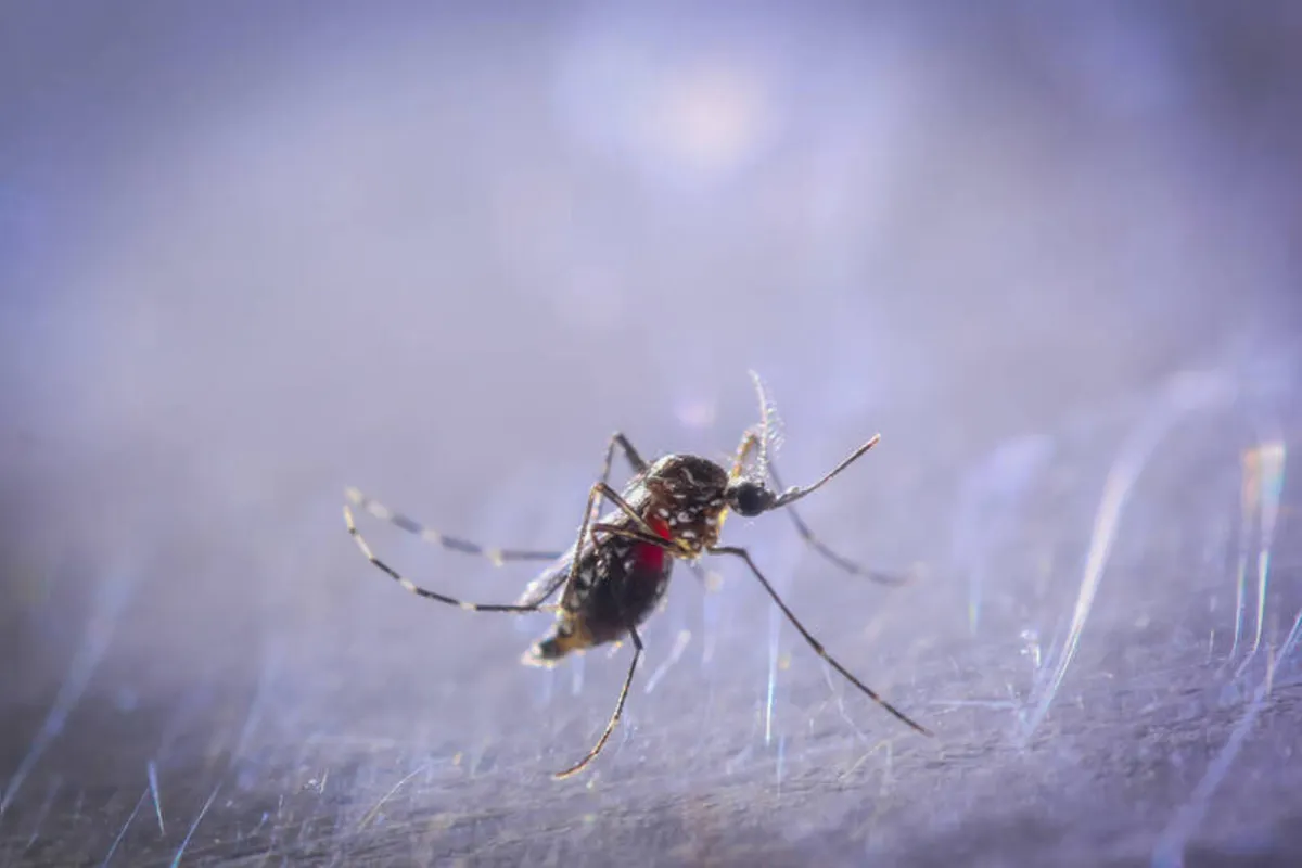 Imagem ilustrativa da imagem Saúde realiza levantamento de infestação de Aedes em Londrina