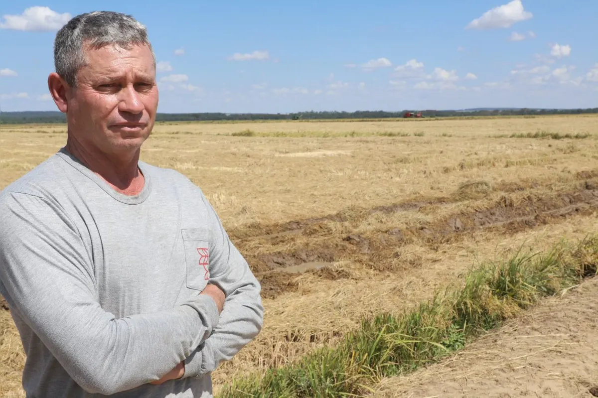 Imagem ilustrativa da imagem Valorizado, arroz é cultivado por cerca de 300 produtores no PR