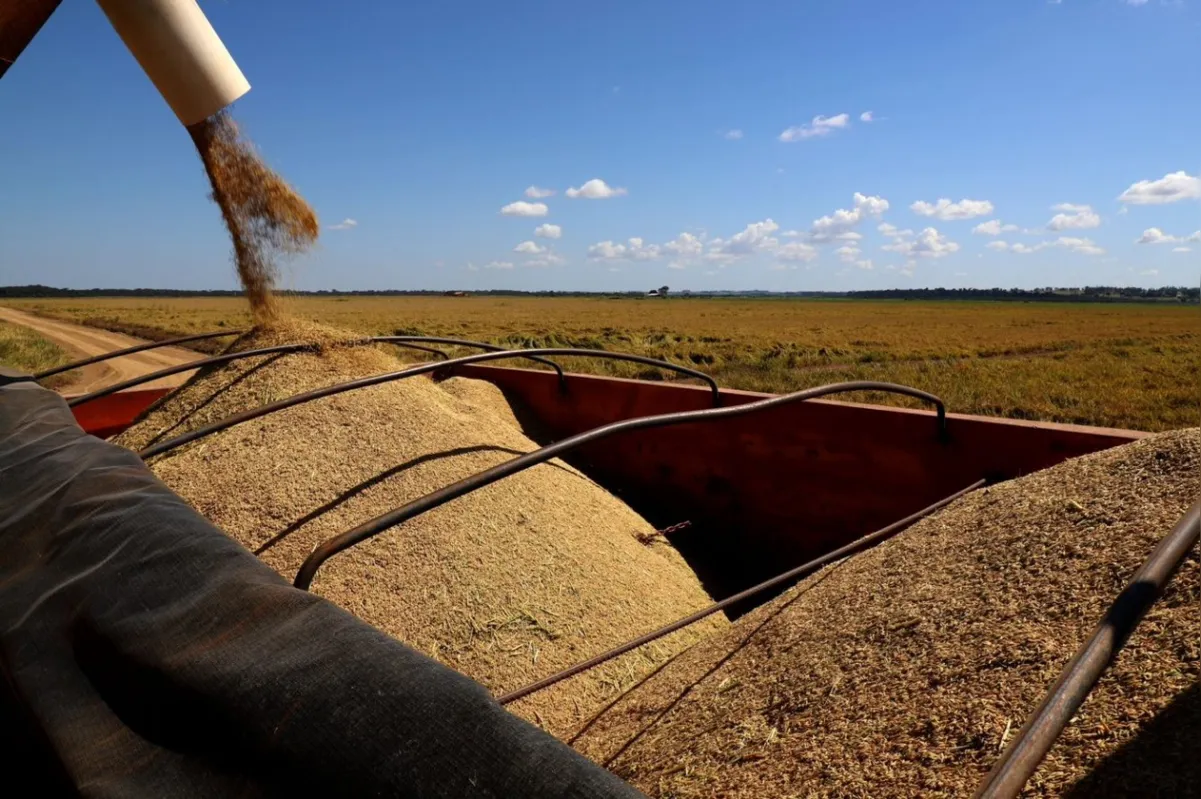 Imagem ilustrativa da imagem Valorizado, arroz é cultivado por cerca de 300 produtores no PR