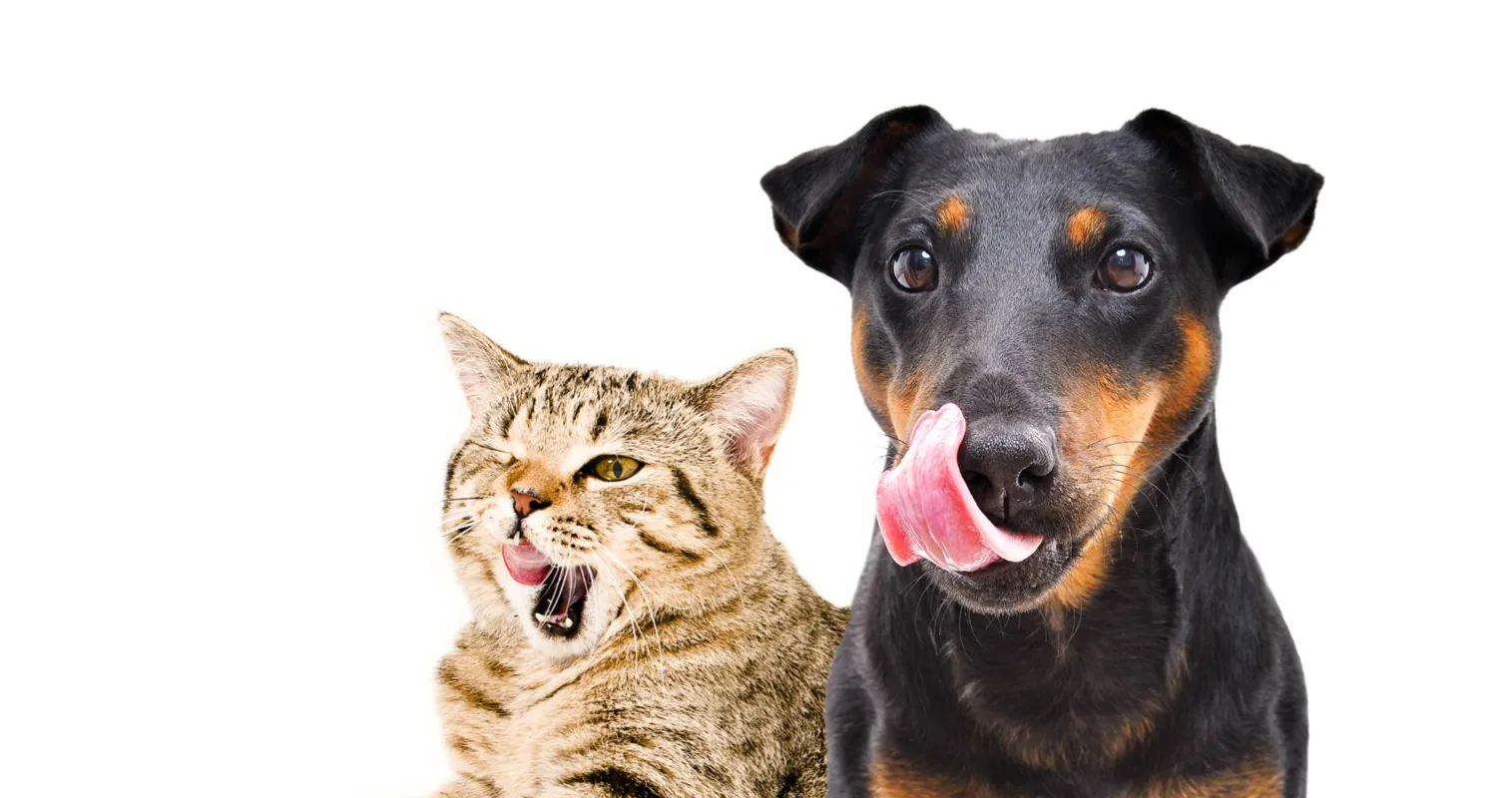 Imagem ilustrativa da imagem Veterinário alerta para ganho de peso em cães e gatos no inverno