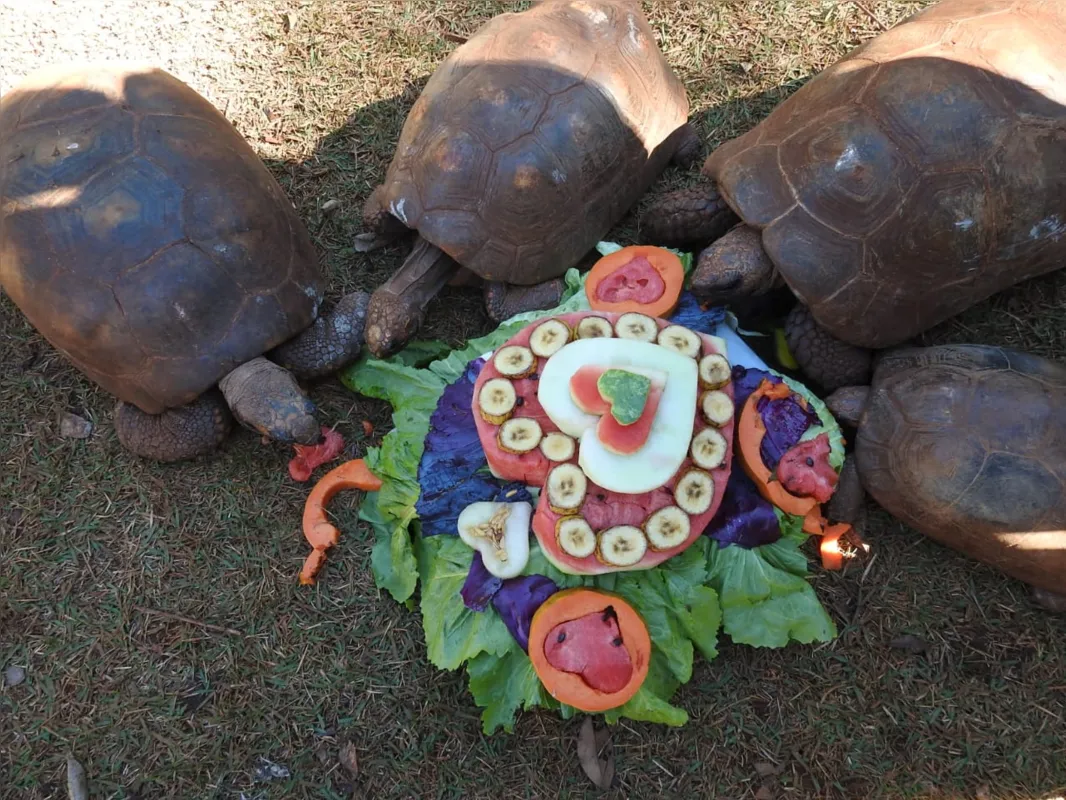 Imagem ilustrativa da imagem Zoo de Cascavel comemora o Dia dos Namorados