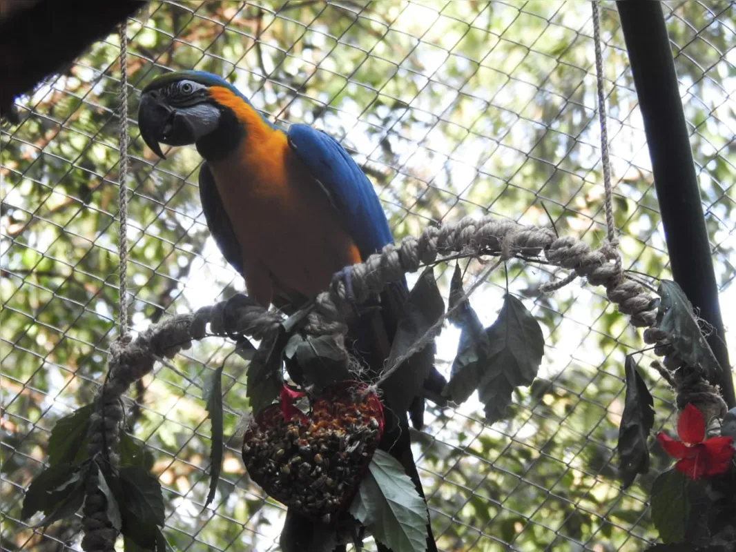 Imagem ilustrativa da imagem Zoo de Cascavel comemora o Dia dos Namorados