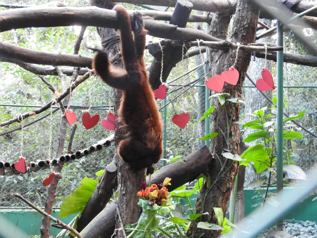 Imagem ilustrativa da imagem Zoo de Cascavel comemora o Dia dos Namorados